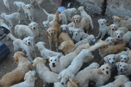 Reportérky na dvorku v Odrovicích napočítaly na šest desítek psů, další třicítka jich byla v Žabčicích