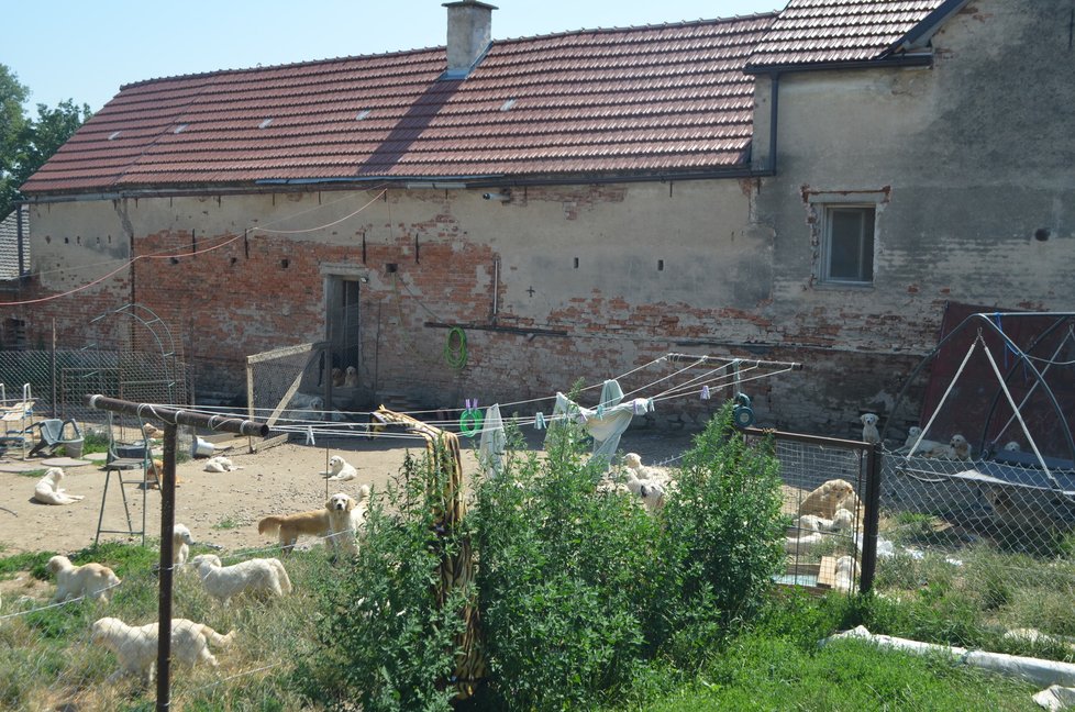 Dvorek byl plný psů, většinou odrostlých štěňat. Další psi vybíhali z přilehlé stodoly