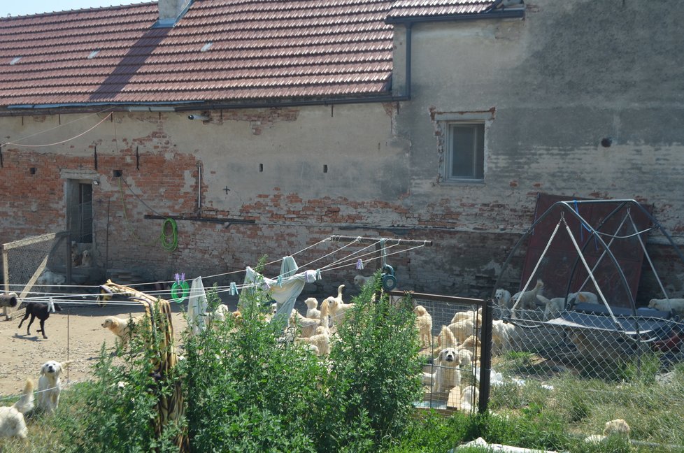 Dvorek byl plný psů, většinou odrostlých štěňat. Další psi vybíhali z přilehlé stodoly.