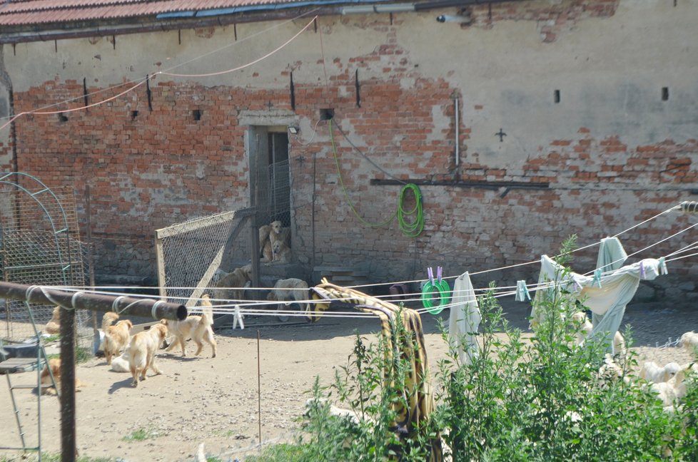 Dvorek byl plný psů, většinou odrostlých štěňat. Další psi vybíhali z přilehlé stodoly.