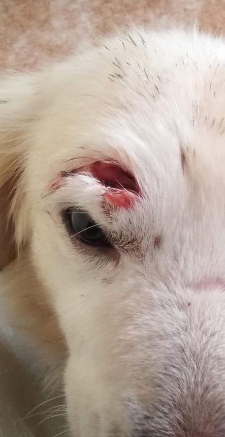 Někteří psi měli krvavá zranění, která majitelky nedokázaly veterinářům vysvětlit.