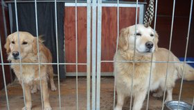 Ve Voříškově se starají o 9 fenek odrovických fenek