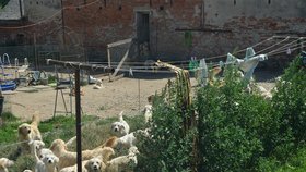 Zástupci obce tvrdí, že netušili, kolik psů se za zděným plotem skrývá