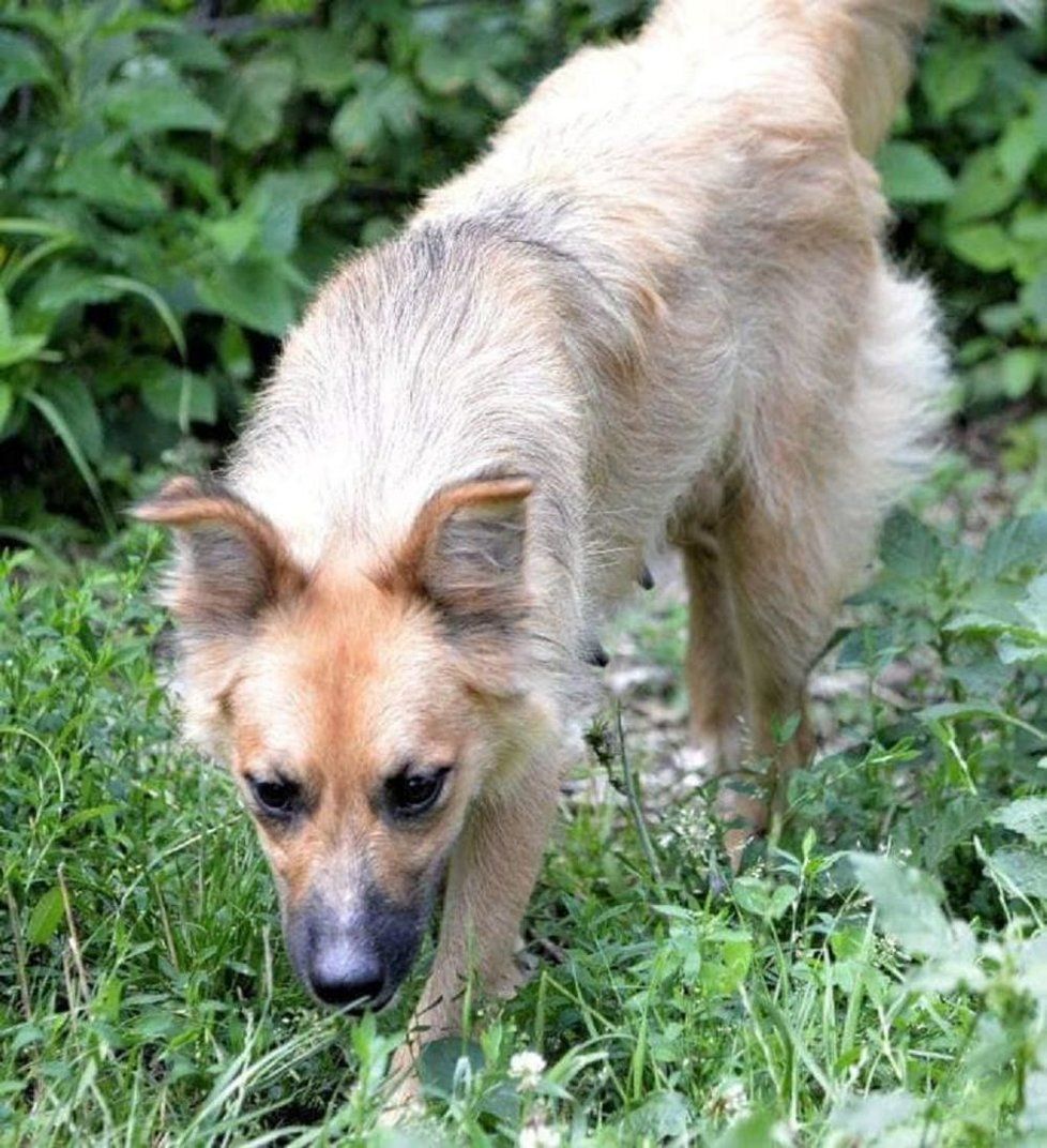 Miňonka, kříženec šeltie, 2 roky