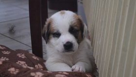 Pejsci už jsou pořádní cvalíci, v dospělosti budou mít určitě kolem 30 kilogramů