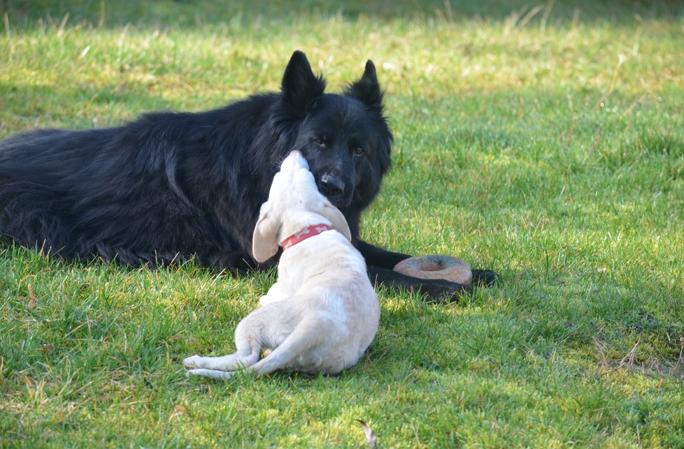 Obě štěňata jsou zvyklá na společnost jiných psů.