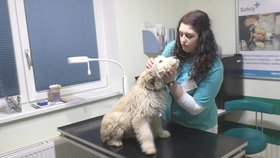 Arga vyšetřila veterinářka Barbora Olejárová. Zjistila, že je nemocný, podvyživený a že je rozhodně mladší, než množitelka tvrdila
