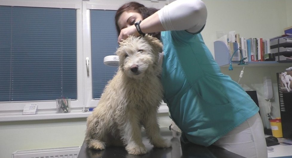 Arga vyšetřila veterinářka Barbora Olejárová. Zjistila, že je nemocný, podvyživený a že je rozhodně mladší, než množitelka tvrdila.