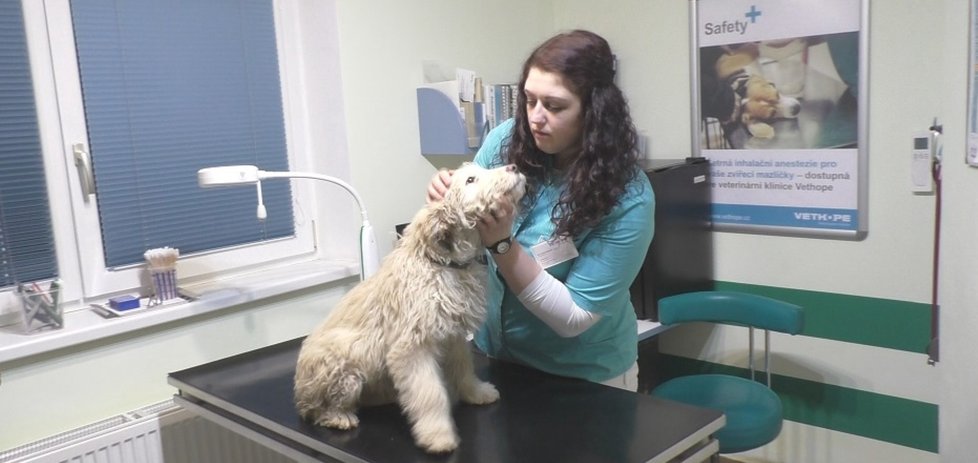 Arga vyšetřila veterinářka Barbora Olejárová. Zjistila, že je nemocný, podvyživený a že je rozhodně mladší, než množitelka tvrdila.