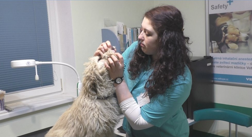 Arga vyšetřila veterinářka Barbora Olejárová. Zjistila, že je nemocný, podvyživený a že je rozhodně mladší, než množitelka tvrdila