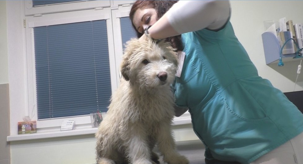 Arga vyšetřila veterinářka Barbora Olejárová. Zjistila, že je nemocný, podvyživený a že je rozhodně mladší, než množitelka tvrdila.