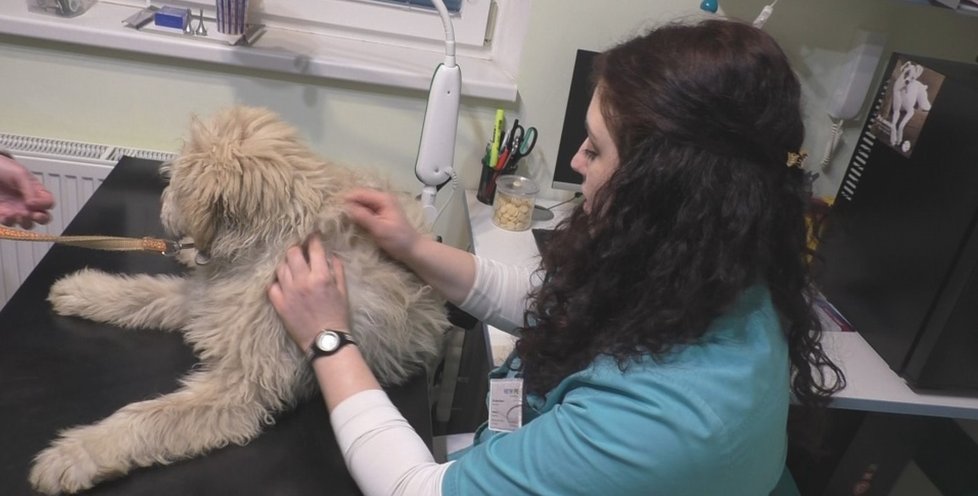 Arga vyšetřila veterinářka Barbora Olejárová. Zjistila, že je nemocný, podvyživený a že je rozhodně mladší, než množitelka tvrdila.