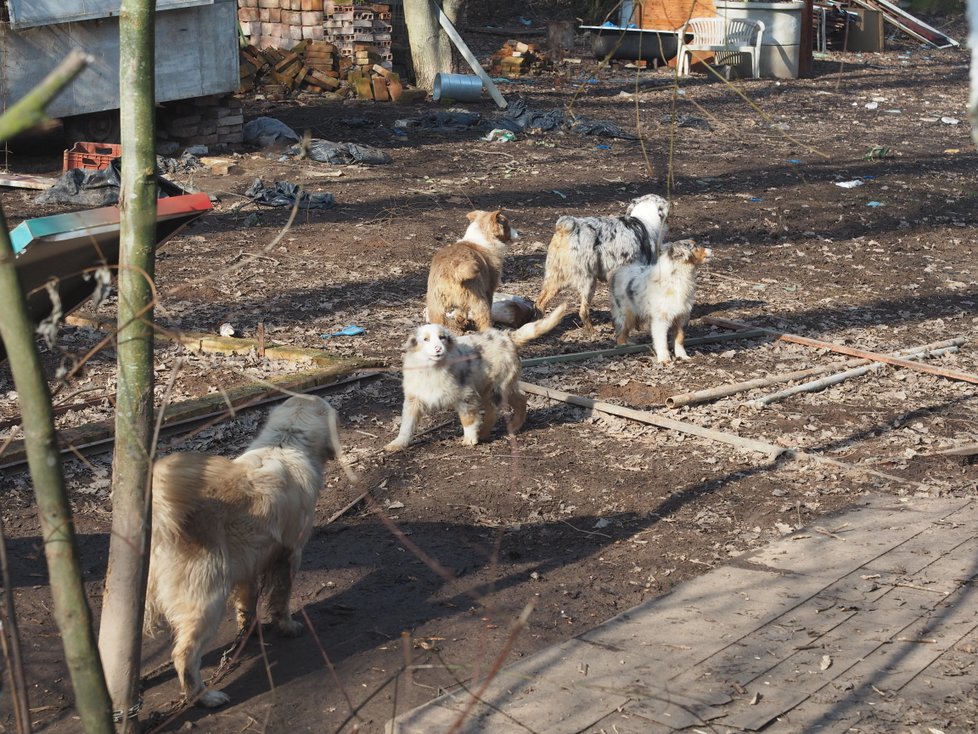 Takhle to na místě vypadalo druhý den. Psi už v klecích nebyli, podmínky, ve kterých je ale chovatelka má, se reportérům Blesk tlapek nelíbily