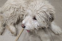 Nový bič na nepoctivé chovatele a množírny: Povinné čipování štěňat