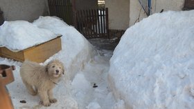 Arga měla množitelka u svého domu ve Světnově spolu se štěnětem bernardýna