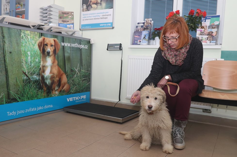 Blesk tlapky vzaly Arga rovnou na vyšetření na pražskou veterinární kliniku VetHope