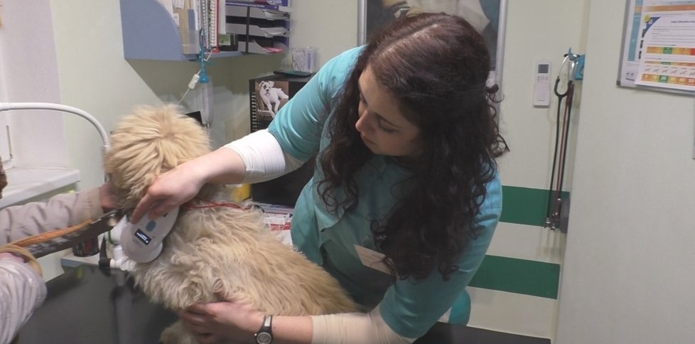 Veterinářka zjišťovala také, zda má Argo čip. Žádný ale nenašla.