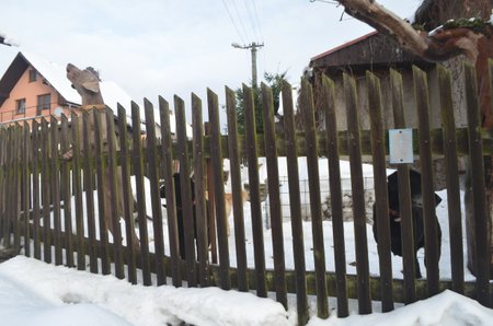 Kolem domu množitelky stále pobíhá smečka psů různých ras