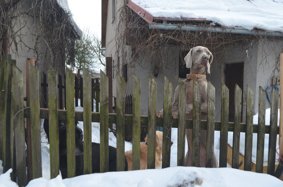 Kolem domu ve Světnově, kde množitelka žije, neustále pobíhá smečka psů různých ras