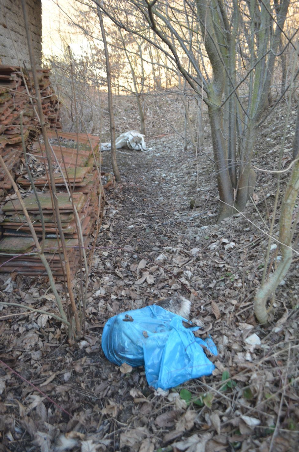 V domě se našlo šest uhynulých psů, ostatky dalších objevily reportérky Blesk tlapek v okolí domu