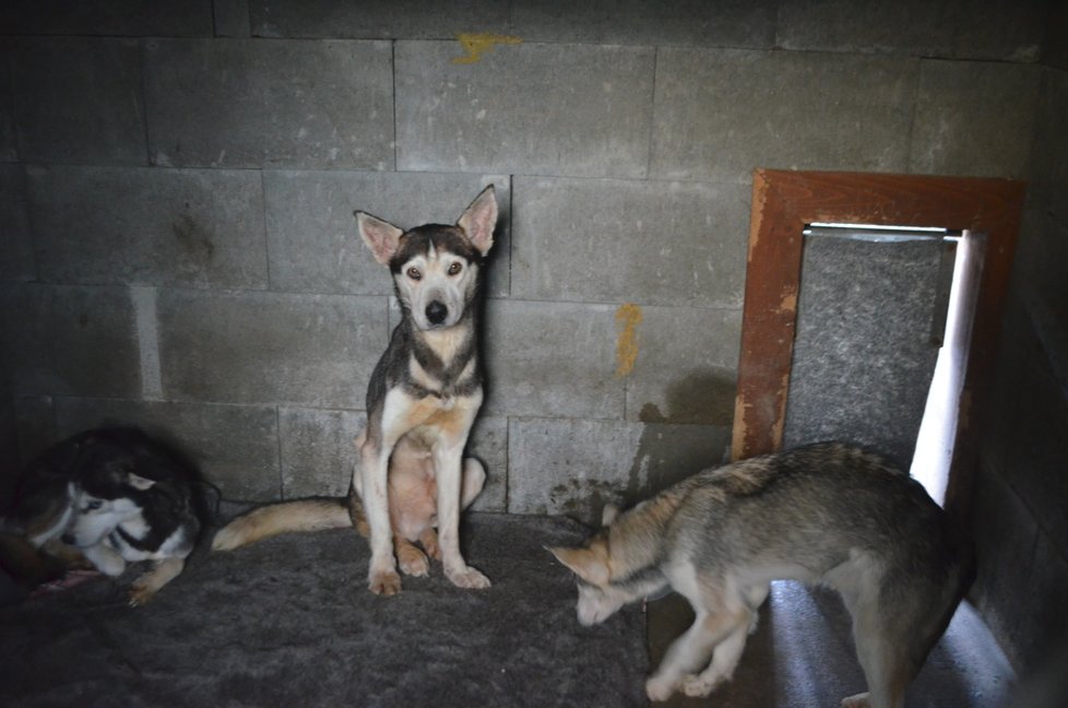 Zubožení psi jsou nyní v útulku Voříšek v Čechách pod Kosířem, kde je dávají postupně dohromady