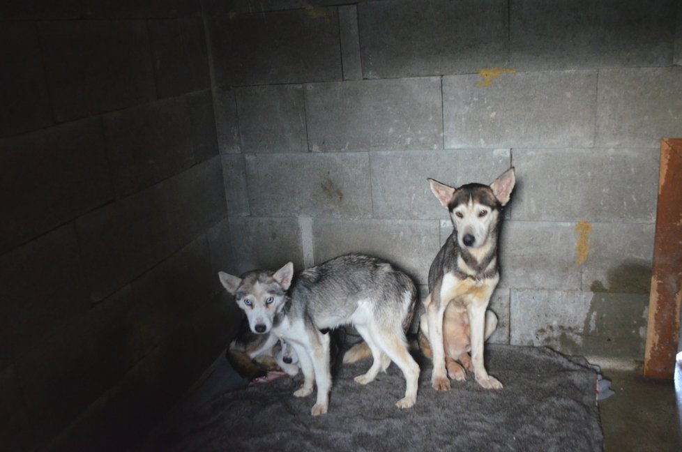 Zubožení psi jsou nyní v útulku Voříšek v Čechách pod Kosířem, kde je dávají postupně dohromady