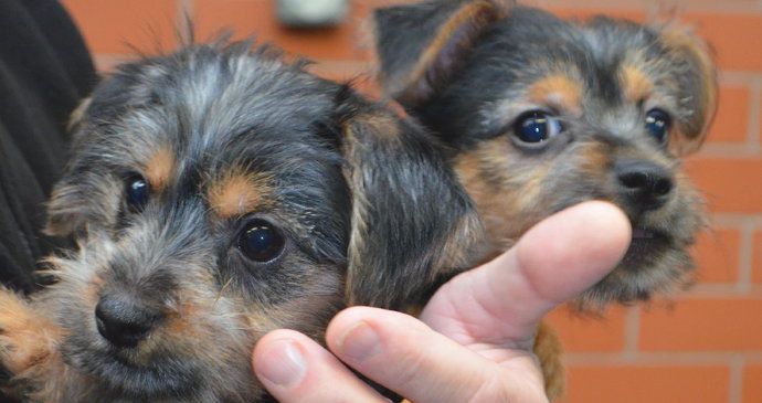 Oba psí kluci už v útulku vyhlíží nové domovy