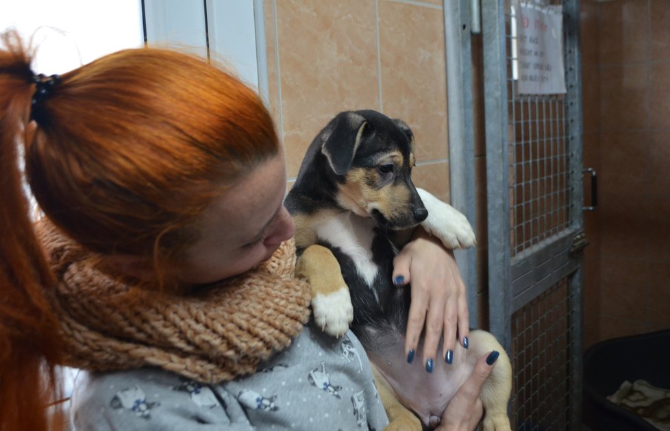 Štěňata se mají čile k světu. V útulku jim teď hledají nové domovy