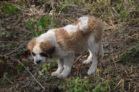 Na pozemku u domu, kde Petra Nováková žije, pobíhá stále několik velkých psů včetně nových štěňat bernardýna