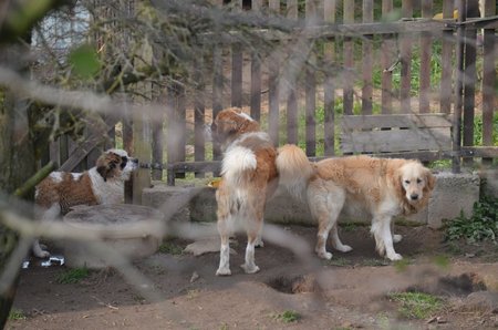 Na pozemku u domu, kde Petra Nováková žije, pobíhá stále několik velkých psů včetně nových štěňat bernardýna