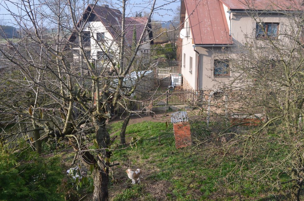 Na pozemku u domu, kde Petra Nováková žije, pobíhá stále několik velkých psů včetně nových štěňat bernardýna