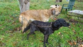 Úředníci odebrali tyto dva psy