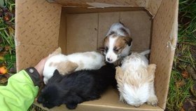 Úředníci vysvobodili i tato čtyři štěňata