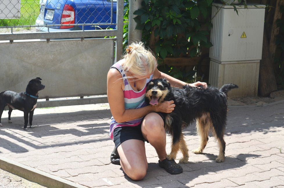 Roztomilý kříženec Fuli byl podle majitelů agresívní. V útulku se z něj stal mazlík, který si užívá nově nabyté svobody.