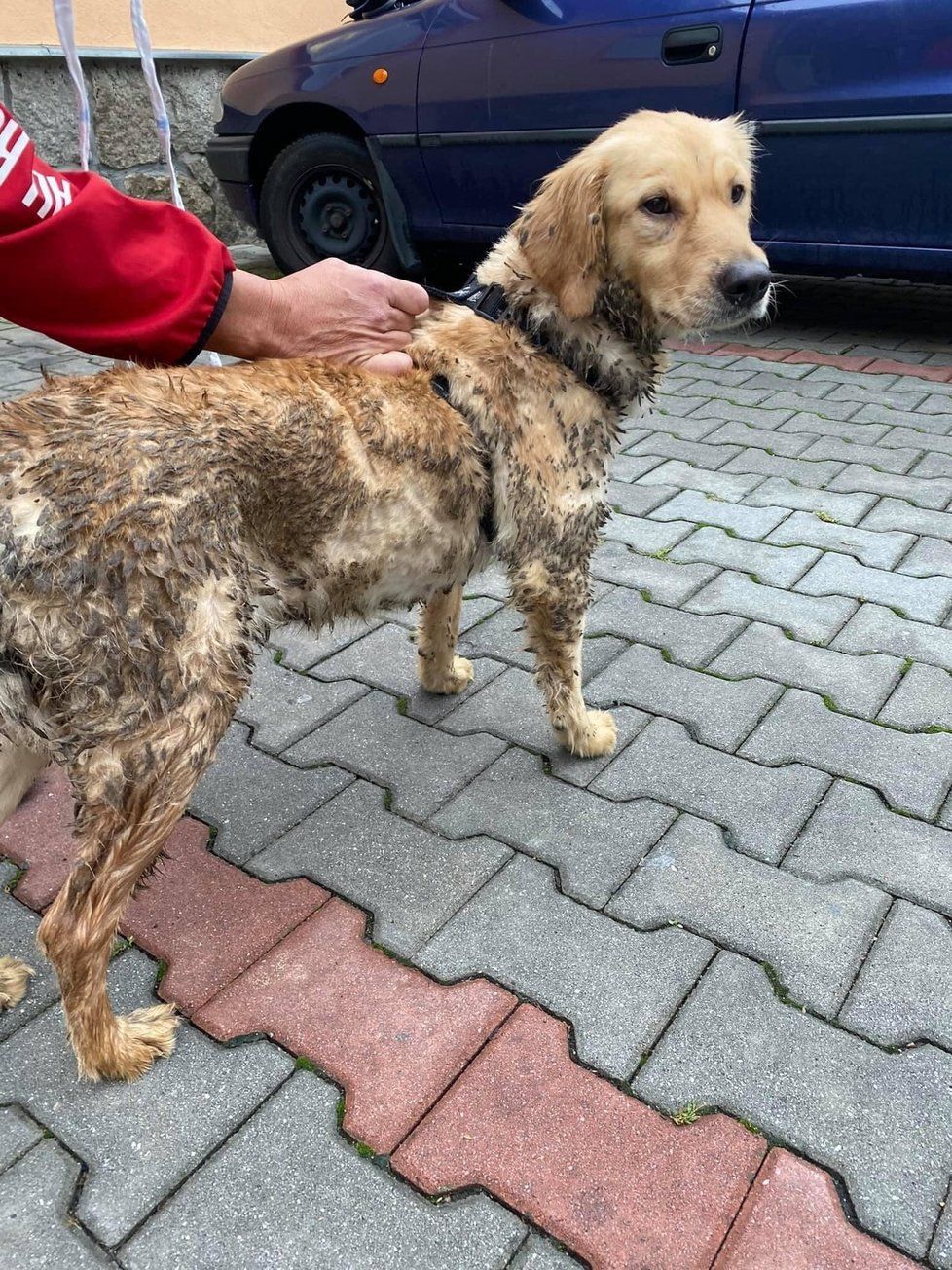 Takto odebraní retrívři vypadali, byli obaleni vlastními výkaly, někteří měli krvavá poranění