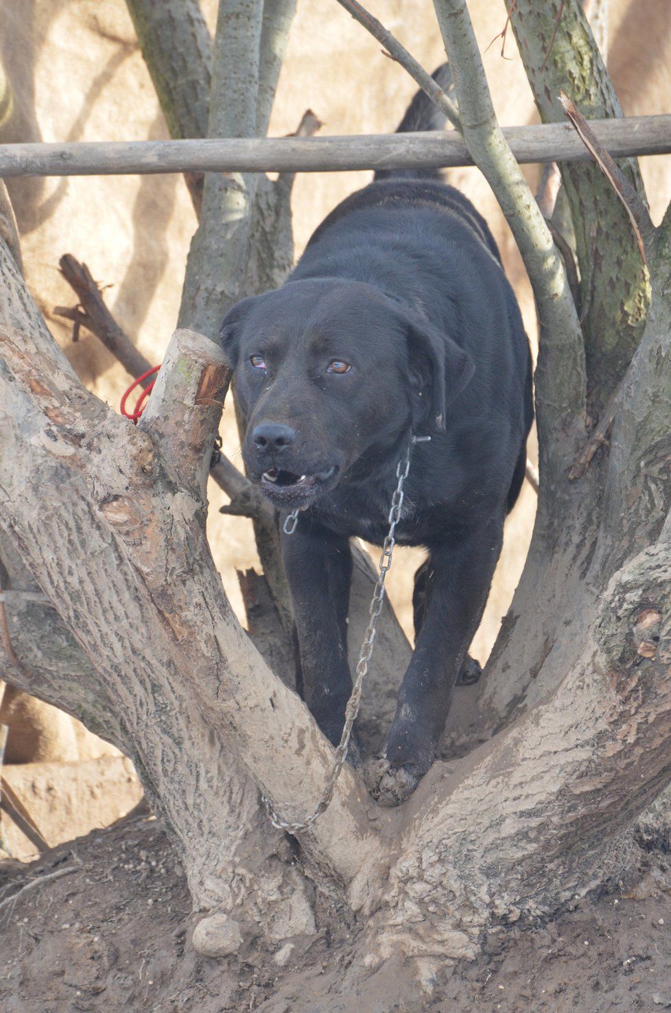 Odebraný kříženec labradora žil v obci Sběř v nevyhovujících podmínkách uvázaný venku na krátkém řetězu u stromu ve výkalech a bez teplého zázemí