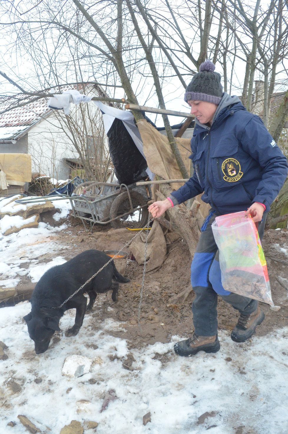 Vedoucí jičínského útulku Ivana Kašpárková s odebraným křížencem labradora v obci Sběř, kde žil v nevyhovujících podmínkách uvázaný venku na krátkém řetězu u stromu ve výkalech a bez teplého zázemí.