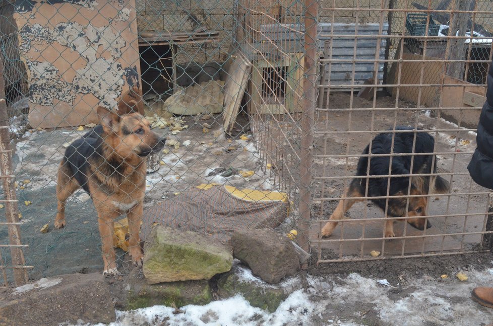 Tito psi na pozemku zůstali I k jejich chovu měli veterináři výhrady, ale úředníci z životního odboru dali majitelům ještě několik týdnů času na nápravu