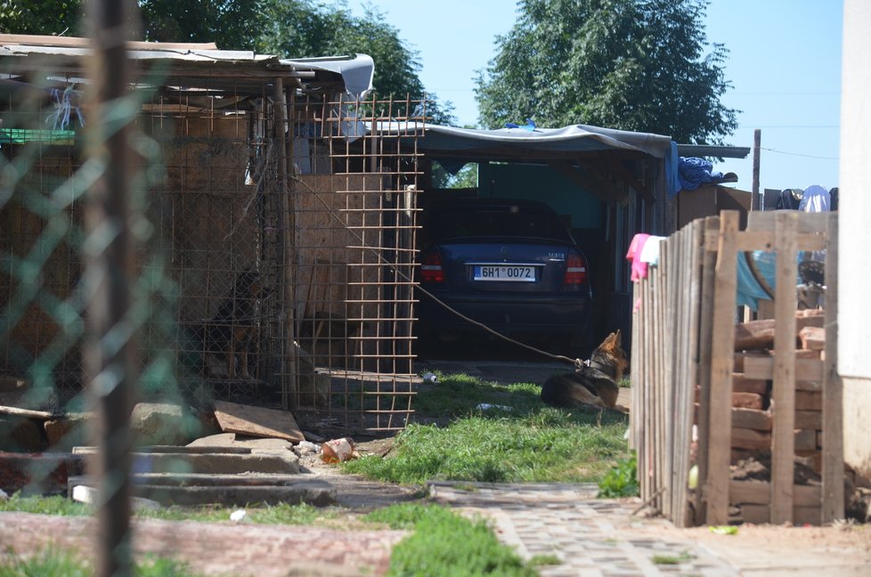 Z ulice jsou vidět jen tito dva psi přivázaní na drátech