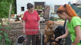 Pomoci se snaží i Gabriela Jägerová, provozovatelka tachovského útulku, která před dvěma lety několik odebraných psů od Štěpánky Bartoníčkové přijala a našla jim nové domovy