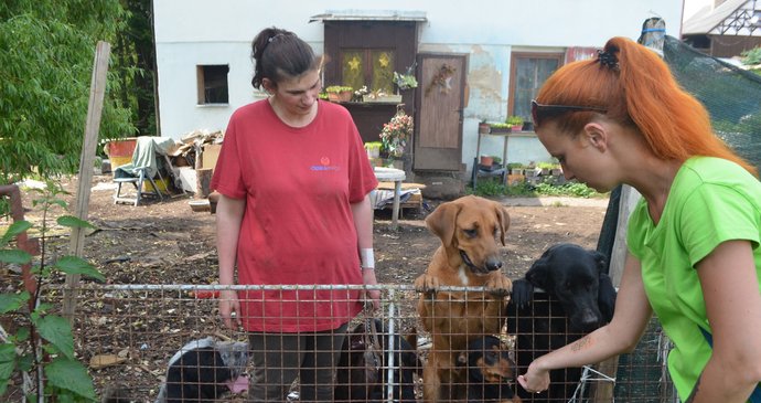 Pomoci se snaží i Gabriela Jägerová, provozovatelka tachovského útulku, která před dvěma lety několik odebraných psů od Štěpánky Bartoníčkové přijala a našla jim nové domovy