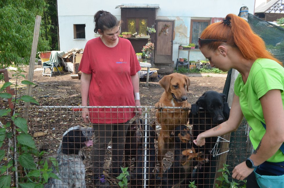 Pomoci se snaží i Gabriela Jägerová, provozovatelka tachovského útulku, která před dvěma lety několik odebraných psů od Štěpánky Bartoníčkové přijala a našla jim nové domovy.