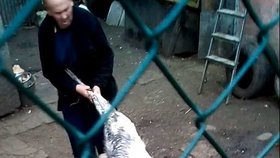 Z videa je jasně patrné, že se Milan Koncký o naříkajícího kozlíka se psy přetahoval
