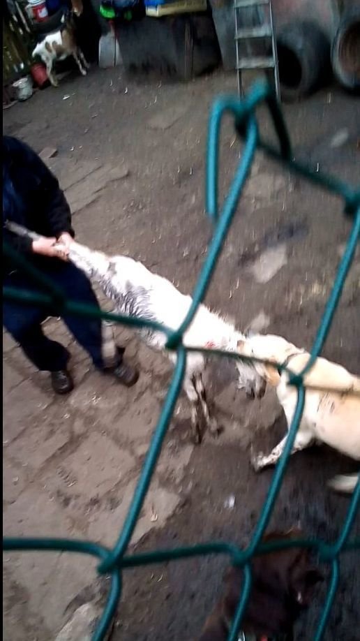 Z videa je jasně patrné, že se Milan Koncký o naříkajícího kozlíka se psy přetahoval.