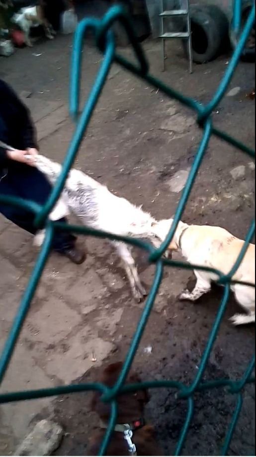 Z videa je jasně patrné, že se Milan Koncký o naříkajícího kozlíka se psy přetahoval.