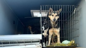 Takto psi z Ukrajiny putovali do spolku Toulavé tlapky