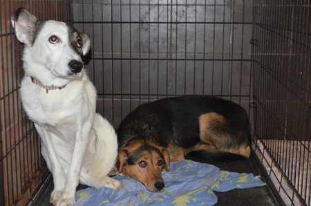 V útulku spolku v Ostrově u Úmyslovic čeká na nový domov řada dalších psů z Ukrajiny, stačí si vybrat