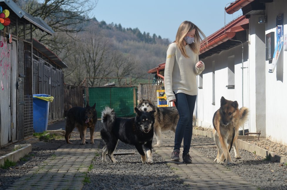 Psi z Pcher, o které se teď starají v útulku Anidef, jsou už připraveni odejít do nových domovů