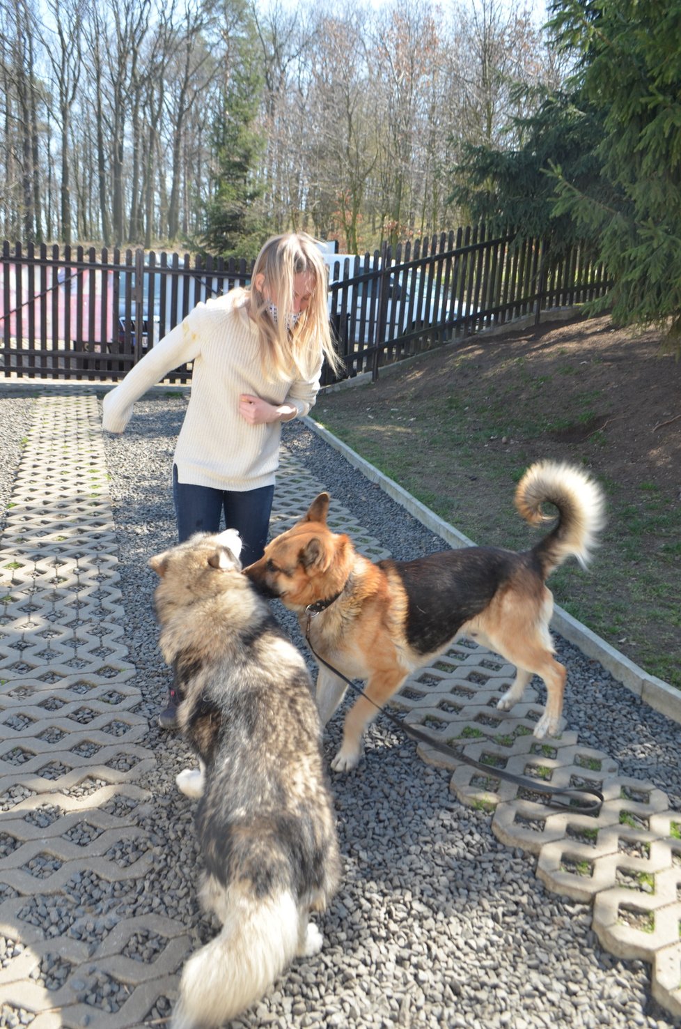 Psi z Pcher, o které se teď starají v útulku Anidef, jsou už připraveni odejít do nových domovů