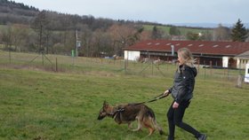 Dva německé ovčáky, včetně Bena s amputovanou nohou, svěřila Dagmar Harigelová cvičitelce z Anidefu, ovšem pod podmínkou, že je neadoptuje nikdo další